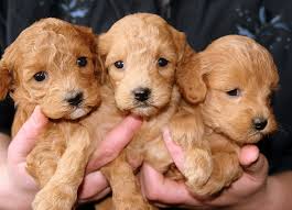 Lifeline Puppy Rescue and Fostering Pets